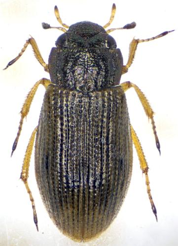 Réf. 307 873 : Helophorus discrepans